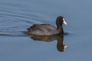 reflected coot